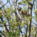 Sylvia communis-2