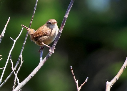 Troglodytes troglodytes