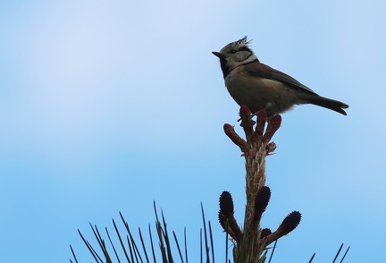 Lophophanes cristatus