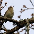 Phylloscopus collybita-5