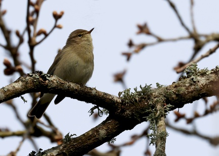 Phylloscopus collybita-5