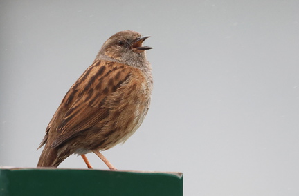 Prunella modularis-8