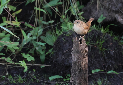 Troglodytes troglodytes-2