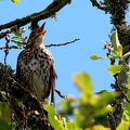 Turdus philomelos-1