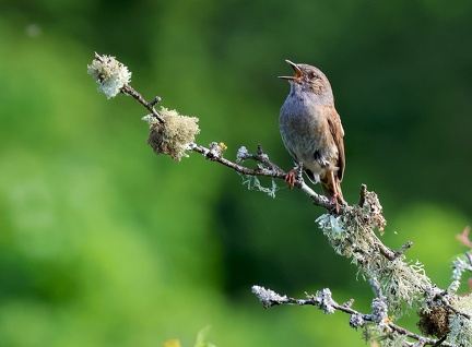 Prunella modularis-2