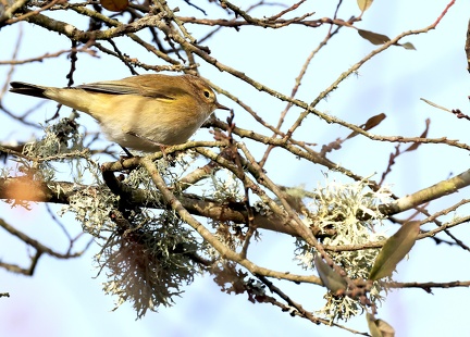 Phylloscopus collybita-3