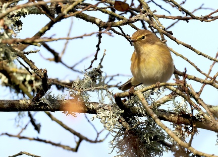 Phylloscopus collybita-31