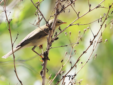 Phylloscopus trochilus-3