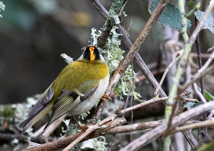 Regulus ignicapilla-11