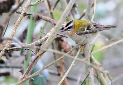 Regulus ignicapilla-10