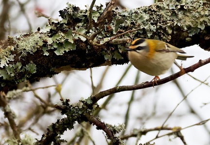 Regulus ignicapilla-12