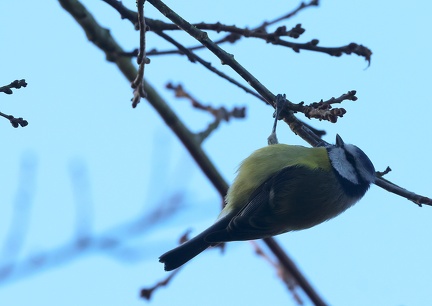 Cyanistes caeruleus-2