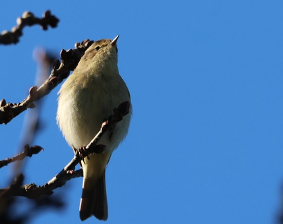 Phylloscopus collybita-1