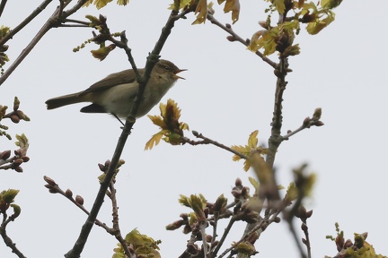 Phylloscopus collybita-6