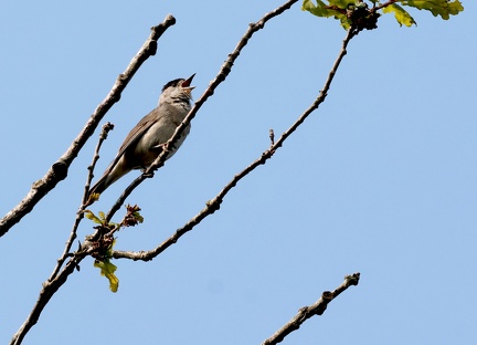 Sylvia atricapilla-6