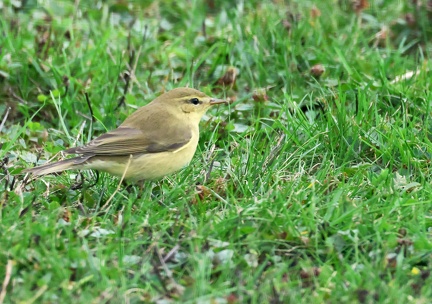Phylloscopus trochilus-1