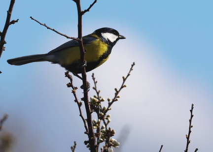 Parus major