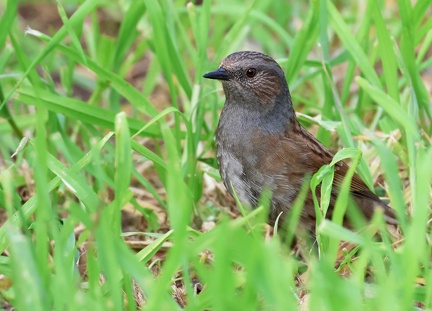 Prunella modularis-3