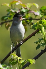 Sylvia atricapilla-1