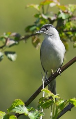 Sylvia atricapilla-3