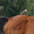 Sturnus vulgaris