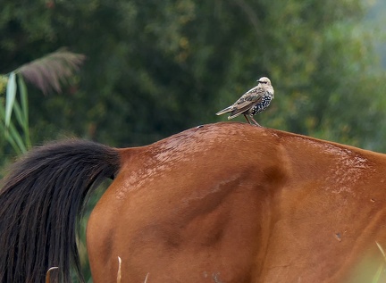 Sturnus vulgaris