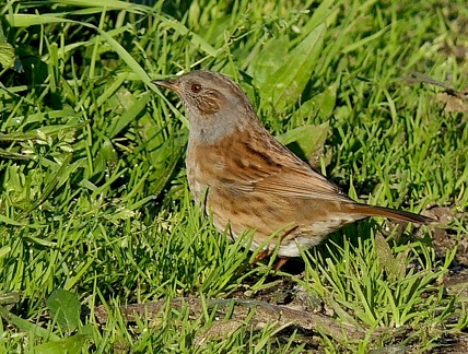 Prunella modularis-1