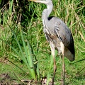 Ardea cinerea-31