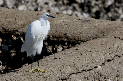Egretta garzetta-5