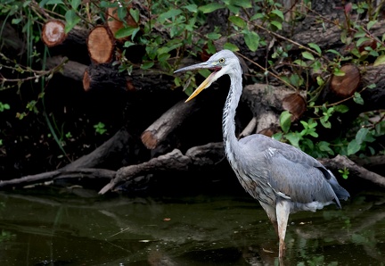 Ardea cinerea-22