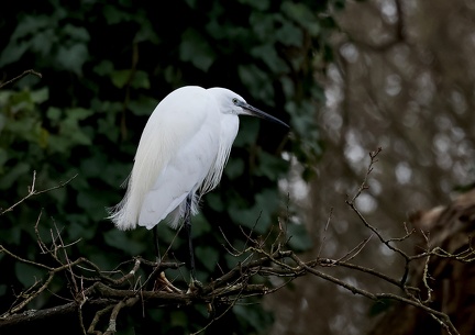 Egretta garzetta-7