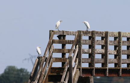 Bubulcus ibis-7