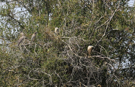 Nycticorax nycticorax-8