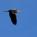 Ardea purpurea-1