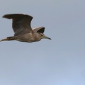 Nycticorax nycticorax-5