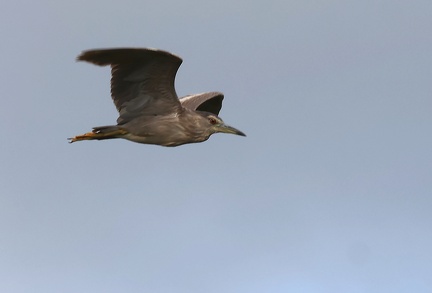 Nycticorax nycticorax-5
