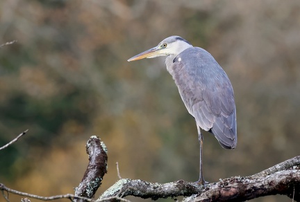 Ardea cinerea-61