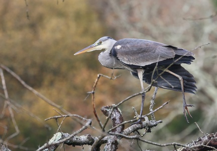 Ardea cinerea-62