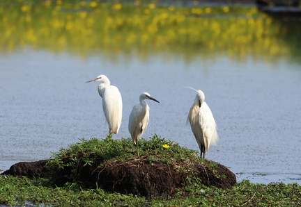 Egretta garzetta-8