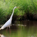 Ardea alba-1