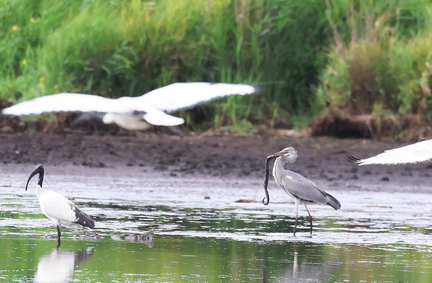 Ardea cinerea-7