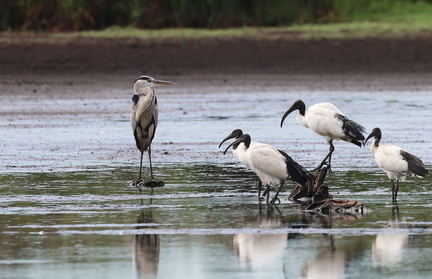 Ardea cinerea-71
