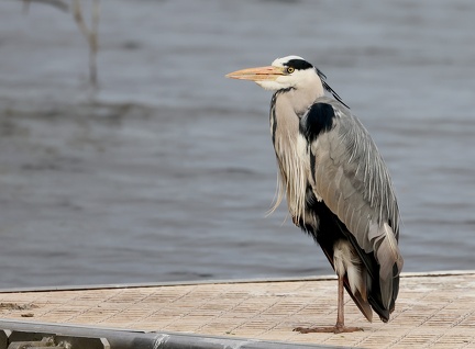 Ardea cinerea-33