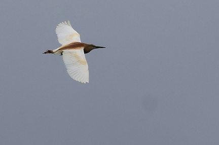 Ardeola ralloides-42