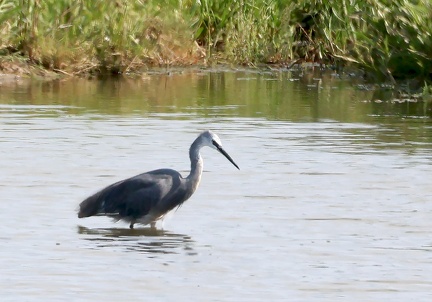 Egretta garzetta x gularis