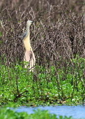 Ardeola ralloides-54