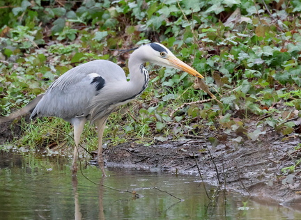 Ardea cinerea-63