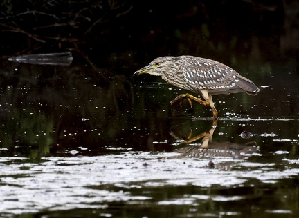 Nycticorax nycticorax-1