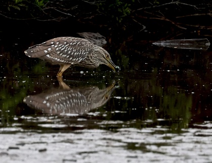 Nycticorax nycticorax-2