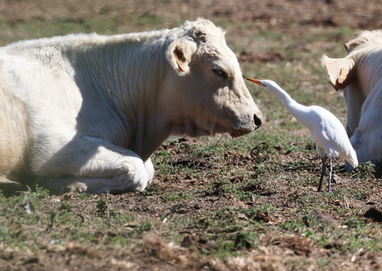 Bubulcus ibis-8